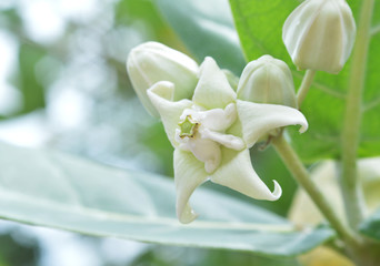 white calotropis gigantea flower in the garden / Crown white Flower
