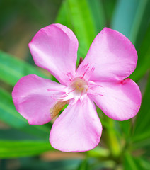 pink oleander flower in the garden nerium oleander flower blooming