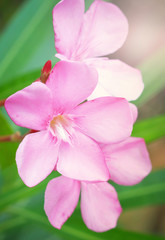 Naklejka na ściany i meble pink oleander flower in the garden nerium oleander flower blooming