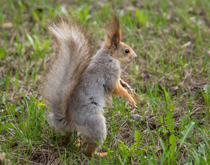 squirrel
