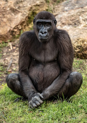 Fototapeta premium Big Gorilla sits on the grass 