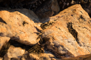 Fototapeta na wymiar Seetang zwischen Steinen am Meer