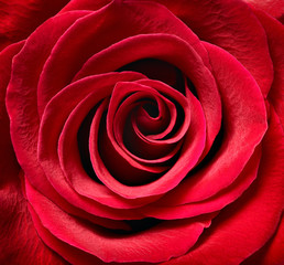 flower rose petal blossom red nature beautiful background