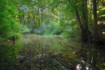 Lake in forest in the evening light
