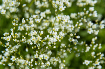 spring white flowers