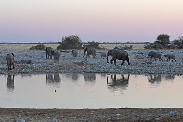 Obraz premium Elefanten (loxodonta africana) am Wasserloch Okaukuejo im Etosha Nationalpark in Namibia
