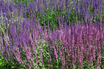 Blooming lavender on a Sunny summer day