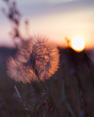 flower in sunset