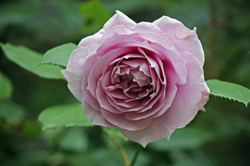 pink rose with leaves
