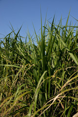 Fototapeta premium Green reed in front of blue sky