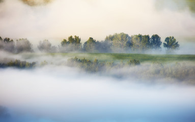 Fir trees on a meadow down the will to coniferous forest in foggy mountains of Slovakia