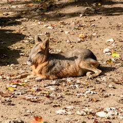 Patagonian mara also known as the Patagonian cavy, Patagonian hare or dillaby