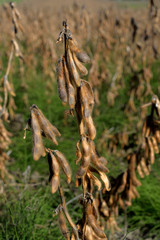 ripe soybeans on field