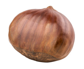 Chestnut isolated on white background