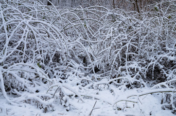 Winter snow forest. Snow lies on the branches of trees. Frosty snowy weather. Beautiful winter forest landscape.