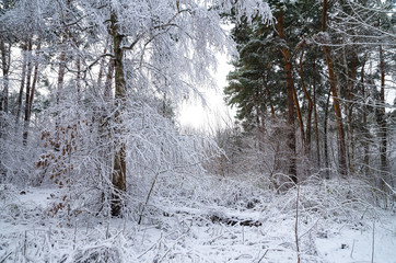 Winter snow forest. Snow lies on the branches of trees. Frosty snowy weather. Beautiful winter forest landscape.