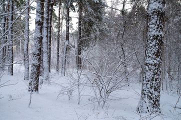 Winter snow forest. Snow lies on the branches of trees. Frosty snowy weather. Beautiful winter forest landscape.