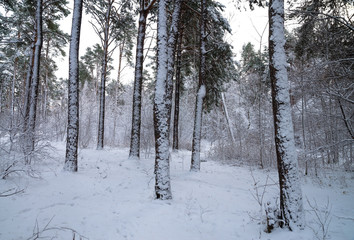 Winter snow forest. Snow lies on the branches of trees. Frosty snowy weather. Beautiful winter forest landscape.