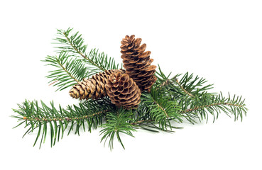 branch of Christmas tree with cones
