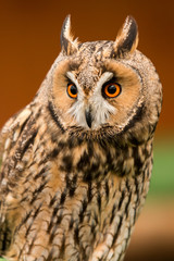 owl