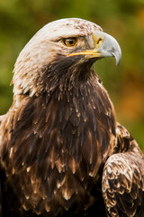 eagle