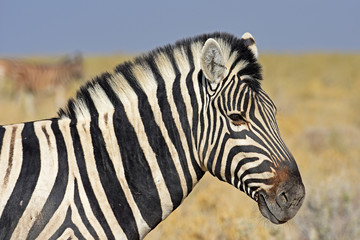 Obraz na płótnie Canvas Zebra im Etosha Nationalpark in Namibia