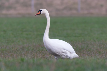 Schwan auf einer Wiese