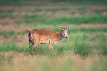 Saiga tatarica is listed in the Red Book, Chyornye Zemli (Black Lands) Nature Reserve, Kalmykia region, Russia.