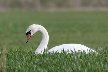 Schwan auf einer Wiese