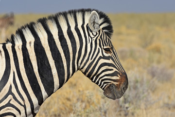 Zebra im Etosha Nationalpark in Namibia