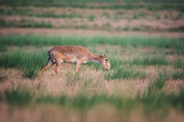 Saiga tatarica is listed in the Red Book, Chyornye Zemli (Black Lands) Nature Reserve, Kalmykia region, Russia.