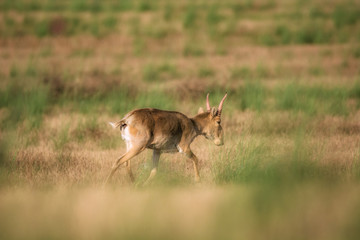 Saiga tatarica is listed in the Red Book, Chyornye Zemli (Black Lands) Nature Reserve, Kalmykia region, Russia.