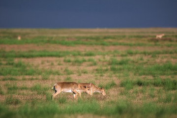 Saiga tatarica is listed in the Red Book, Chyornye Zemli (Black Lands) Nature Reserve, Kalmykia...