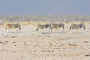 Fototapeta na wymiar Zebraherde auf dem Weg zum Wasserloch im Etosha Nationalpark in Namibia
