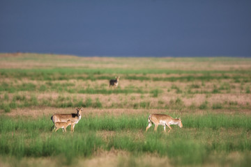 Saiga tatarica is listed in the Red Book, Chyornye Zemli (Black Lands) Nature Reserve, Kalmykia region, Russia.