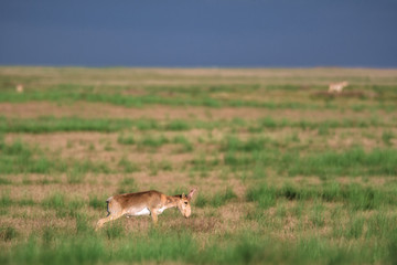 Saiga tatarica is listed in the Red Book, Chyornye Zemli (Black Lands) Nature Reserve, Kalmykia...