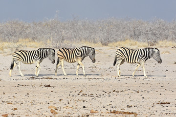 Fototapeta na wymiar Zebraherde auf dem Weg zum Wasserloch im Etosha Nationalpark in Namibia
