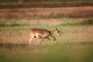 Saiga tatarica is listed in the Red Book, Chyornye Zemli (Black Lands) Nature Reserve, Kalmykia...