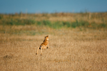 Kid Saiga tatarica is listed in the Red Book, Chyornye Zemli (Black Lands) Nature Reserve, Kalmykia region, Russia.