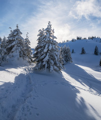 Fototapeta na wymiar Beautiful winter landscape. Green fir trees under heavy snow on the foothills.