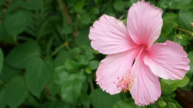 4K of pink Hibiscus rosa-sinensis in park with green leaves plant at background with gentle wind. Hibiscus flower or in other names like Chinese rose , shoe flower , rose mallow or Chaba flower