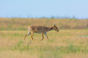 Saiga tatarica is listed in the Red Book, Chyornye Zemli (Black Lands) Nature Reserve, Kalmykia region, Russia.