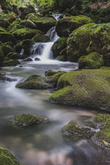 Fototapeta na wymiar An alpine creek flowing through green stones with moss. Flowing stream, long exposure, blurred water in the forest.