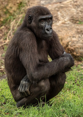 Big Gorilla sits on the grass