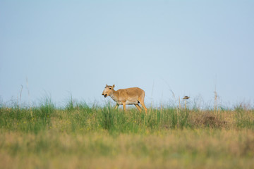Saiga tatarica is listed in the Red Book, Chyornye Zemli (Black Lands) Nature Reserve, Kalmykia region, Russia.