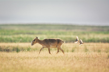 Saiga tatarica is listed in the Red Book, Chyornye Zemli (Black Lands) Nature Reserve, Kalmykia region, Russia.