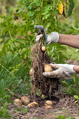 potato harvesting in the garden