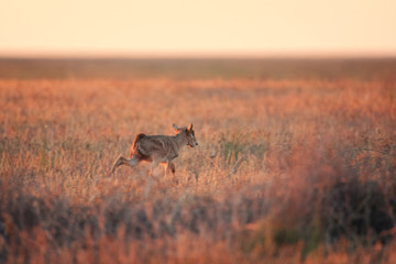 Kid Saiga tatarica is listed in the Red Book, Chyornye Zemli (Black Lands) Nature Reserve, Kalmykia...