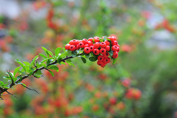 rain drops on red fruits of a firethorn
