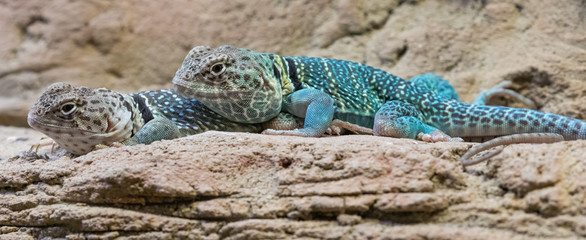 Close-up view of a pair of Eastern Collared Lizards (Crotaphytus collaris)